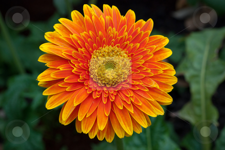 Orange Gerbera Close-up Orange Gerbera Close-up stock photo, Orange gerbera close-up / macro shot. by mroz