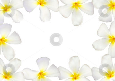 Frangipani flower frame isolated Frangipani flower frame isolated stock photo, Frangipani flower frame isolated on white background by nuchylee