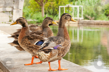 To use this stock image in your creative project, please select the size you need over to the right and click the "Add to Cart" button.
Your downloaded image will come with the Cutcaster watermark removed so don’t worry about the watermark you see on this page. Group of young geese standing near a small lake stock photo, group of young geese standing near a small lake by Paulo M.F. Pires