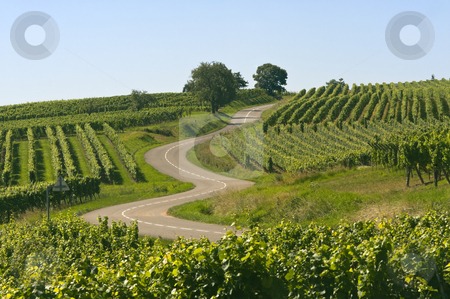 To use this stock image in your creative project, please select the size you need over to the right and click the "Add to Cart" button.
Your downloaded image will come with the Cutcaster watermark removed so don’t worry about the watermark you see on this page. Winding road in the vineyards of Alsace stock photo, Winding road in the vineyards of Alsace near Itterswiller (Bas-Rhin, France) at summer by clodio