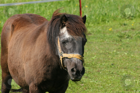 Pony Pony stock photo, Pony in a pasture - portrait by Torsten Dietrich