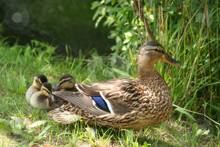Wild duck (Anas platyrhynchos) Wild duck (Anas platyrhynchos) stock photo, Female wild duck (Anas platyrhynchos) with ducklings in the sun by Torsten Dietrich