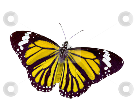 To use this stock image in your creative project, please select the size you need over to the right and click the "Add to Cart" button.
Your downloaded image will come with the Cutcaster watermark removed so don’t worry about the watermark you see on this page. Butterfly in action stock photo, Isolated Butterfly, butterfly in action by Lawren