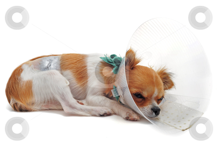 To use this stock image in your creative project, please select the size you need over to the right and click the "Add to Cart" button.
Your downloaded image will come with the Cutcaster watermark removed so don’t worry about the watermark you see on this page. After an operation stock photo, a chihuahua wearing a protective veterinary collar after a surgical operation by Bonzami Emmanuelle