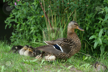 Wild duck (Anas platyrhynchos) Wild duck (Anas platyrhynchos) stock photo, Female wild duck (Anas platyrhynchos) with ducklings in the sun by Torsten Dietrich