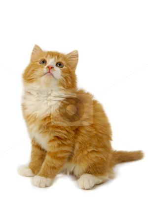 Kitten is looking up Kitten is looking up stock photo, Small kitten is looking up. Taken on a white bakcground. by Lars Christensen