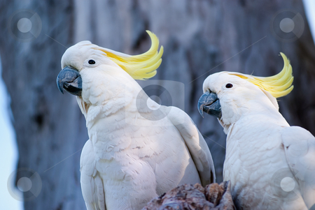 To use this stock image in your creative project, please select the size you need over to the right and click the "Add to Cart" button.
Your downloaded image will come with the Cutcaster watermark removed so don’t worry about the watermark you see on this page. Cockatoos stock photo, Australian birds, a pair of white cockatoo with yellow crest. by mroz