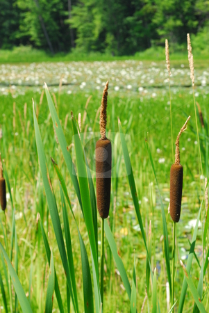 Cattails on pond Cattails on pond stock photo, Cattails close-up against lily pond and forest. by ArchonCodex