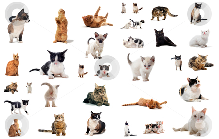 To use this stock image in your creative project, please select the size you need over to the right and click the "Add to Cart" button.
Your downloaded image will come with the Cutcaster watermark removed so don’t worry about the watermark you see on this page. Cats in studio stock photo, cats and kitten on a white background by Bonzami Emmanuelle