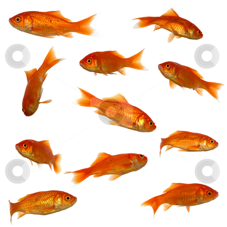 Many goldfish Many goldfish stock photo, Collection of goldfish. High resolution 4000 x 4000 pixels. On clean white background. by Lars Christensen