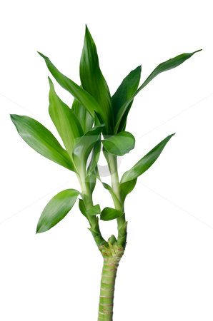 To use this stock image in your creative project, please select the size you need over to the right and click the "Add to Cart" button.
Your downloaded image will come with the Cutcaster watermark removed so don’t worry about the watermark you see on this page. Green bamboo stock photo, Green bamboo sprout Isolated on white background. by Homydesign