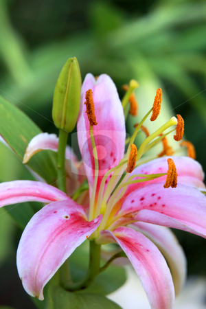 To use this stock image in your creative project, please select the size you need over to the right and click the "Add to Cart" button.
Your downloaded image will come with the Cutcaster watermark removed so don’t worry about the watermark you see on this page. Belladonna Lily stock photo, Close up shot of Belladonna Lily flower by Sreedhar Yedlapati