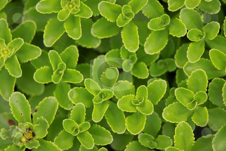 To use this stock image in your creative project, please select the size you need over to the right and click the "Add to Cart" button.
Your downloaded image will come with the Cutcaster watermark removed so don’t worry about the watermark you see on this page. Fresh green leaves stock photo, fresh green leaves good for background use by Sreedhar Yedlapati