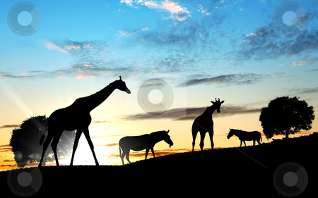 Girafffe agaisnt sky background Girafffe agaisnt sky background stock photo, Picture of a giraffe standing against sky by Sergey Nivens