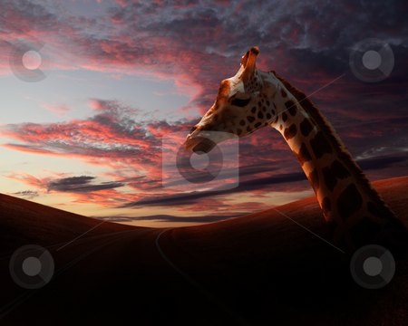 To use this stock image in your creative project, please select the size you need over to the right and click the "Add to Cart" button.
Your downloaded image will come with the Cutcaster watermark removed so don’t worry about the watermark you see on this page. Girafffe agaisnt sky background stock photo, Picture of a giraffe standing against sky by Sergey Nivens