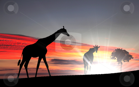 To use this stock image in your creative project, please select the size you need over to the right and click the "Add to Cart" button.
Your downloaded image will come with the Cutcaster watermark removed so don’t worry about the watermark you see on this page. Girafffe agaisnt sky background stock photo, Picture of a giraffe standing against sky by Sergey Nivens