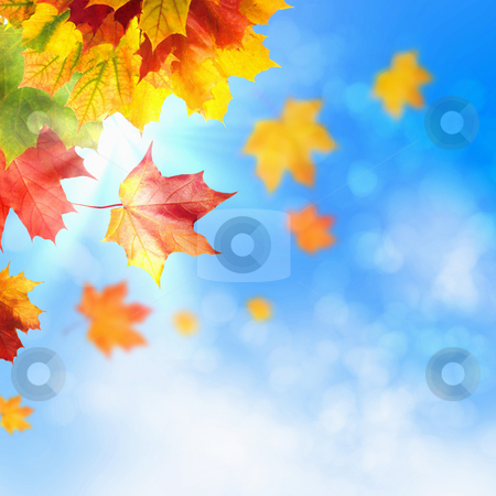 Red and yellow leaves Red and yellow leaves stock photo, Red and yellow leaves against a bright blue sky. Bokeh effect. by Sergey Nivens