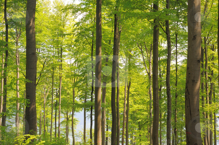 Broadleaf forest Broadleaf forest stock photo, Broadleaf forest on a hill near Heidelberg, Germany by heitipaves
