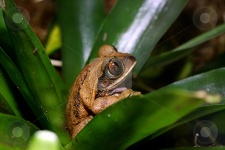Peacock tree frog Peacock tree frog stock photo, A Peacock Frog (Leptopelis vermiculatus) resting inside a bromeliad plant. Also known as the Big-eyed Tree Frog, this frog inhabits the tropical rainforests in the African country of Tanzania. by macropixel