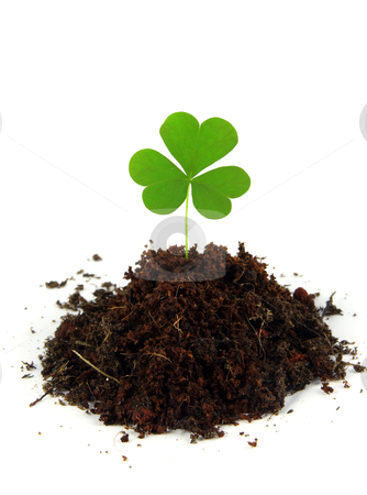 To use this stock image in your creative project, please select the size you need over to the right and click the "Add to Cart" button.
Your downloaded image will come with the Cutcaster watermark removed so don’t worry about the watermark you see on this page. Shamrock stock photo, A single clover grows in a pile of soil shot on a white background. by macropixel