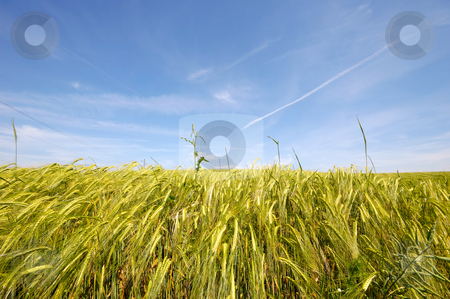 Corn Corn stock photo, Corn and clear blue sky by Lars Christensen