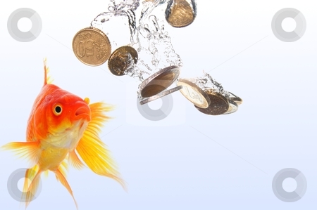 To use this stock image in your creative project, please select the size you need over to the right and click the "Add to Cart" button.
Your downloaded image will come with the Cutcaster watermark removed so don’t worry about the watermark you see on this page. Goldfish and money stock photo, goldfish and euro money showing finance or investment concept by Gunnar Pippel