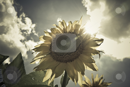 To use this stock image in your creative project, please select the size you need over to the right and click the "Add to Cart" button.
Your downloaded image will come with the Cutcaster watermark removed so don’t worry about the watermark you see on this page. Vintage sunflower stock photo, sunflower in a sunny day during summer by michal812