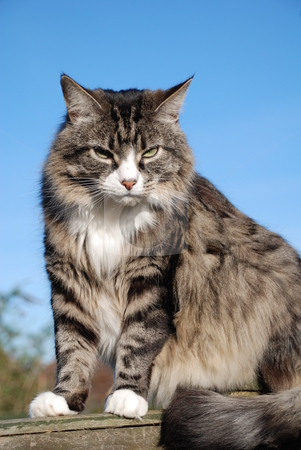 Silver tabby cat Silver tabby cat stock photo, Portrait of a long-haired silver tabby cat sitting on a garden fence. by newsfocus1