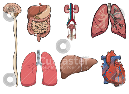 organs in digestive system. heart, digestive system