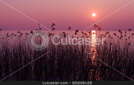 To use this stock image in your creative project, please select the size you need over to the right and click the "Add to Cart" button.
Your downloaded image will come with the Cutcaster watermark removed so don’t worry about the watermark you see on this page. Purple sunset stock photo, Purple sunset over lake with reed silhouettes by Natalia Macheda