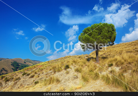To use this stock image in your creative project, please select the size you need over to the right and click the "Add to Cart" button.
Your downloaded image will come with the Cutcaster watermark removed so don’t worry about the watermark you see on this page. Lonely pine tree on torrid hills of Calabria stock photo, Idyllic landscape of a lonely pine tree on torrid hills of Calabria by Natalia Macheda