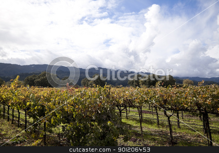 To use this stock image in your creative project, please select the size you need over to the right and click the "Add to Cart" button.
Your downloaded image will come with the Cutcaster watermark removed so don’t worry about the watermark you see on this page. Napa Valley stock photo, A row of grape vines used for making wine by Kevin Tietz