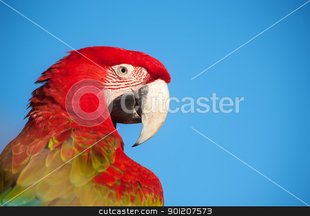 To use this stock image in your creative project, please select the size you need over to the right and click the "Add to Cart" button.
Your downloaded image will come with the Cutcaster watermark removed so don’t worry about the watermark you see on this page. Macaw portrait. stock photo, Macaw portrait with copy space. by Pablo Caridad