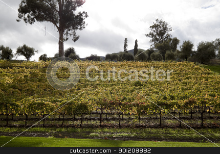 To use this stock image in your creative project, please select the size you need over to the right and click the "Add to Cart" button.
Your downloaded image will come with the Cutcaster watermark removed so don’t worry about the watermark you see on this page. Hillside Grape Vines stock photo, A bunch of grape vines on the side of a hill by Kevin Tietz
