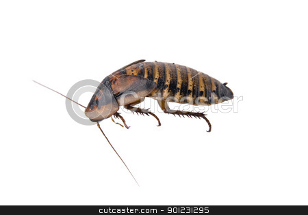To use this stock image in your creative project, please select the size you need over to the right and click the "Add to Cart" button.
Your downloaded image will come with the Cutcaster watermark removed so don’t worry about the watermark you see on this page. Dead bug isolated over white stock photo, Close up of cockroach isolated over white by Cienpies Design
