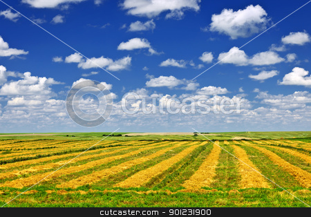 To use this stock image in your creative project, please select the size you need over to the right and click the "Add to Cart" button.
Your downloaded image will come with the Cutcaster watermark removed so don’t worry about the watermark you see on this page. Wheat farm field at harvest stock photo, Harvested wheat on farm field in Saskatchewan, Canada by Elena Elisseeva