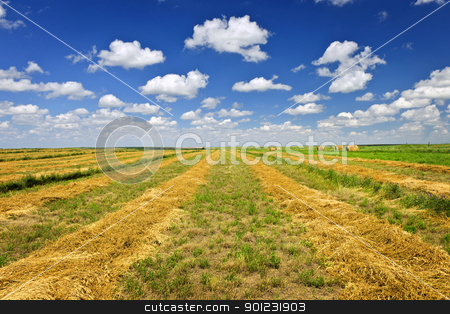 To use this stock image in your creative project, please select the size you need over to the right and click the "Add to Cart" button.
Your downloaded image will come with the Cutcaster watermark removed so don’t worry about the watermark you see on this page. Wheat farm field at harvest stock photo, Harvested wheat on farm field in Saskatchewan, Canada by Elena Elisseeva
