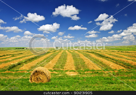 To use this stock image in your creative project, please select the size you need over to the right and click the "Add to Cart" button.
Your downloaded image will come with the Cutcaster watermark removed so don’t worry about the watermark you see on this page. Wheat farm field at harvest stock photo, Harvested wheat on farm field with hay bale in Saskatchewan, Canada by Elena Elisseeva