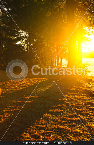 To use this stock image in your creative project, please select the size you need over to the right and click the "Add to Cart" button.
Your downloaded image will come with the Cutcaster watermark removed so don’t worry about the watermark you see on this page. Sunshine in evening forest near lake stock photo, Sun shining through pine trees near Lake of Two Rivers in Algonquin Park, Ontario, Canada. Intentional lens flare. by Elena Elisseeva