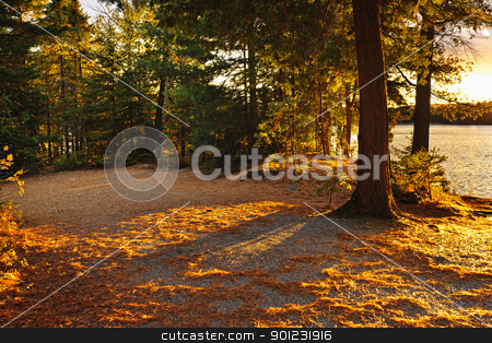 To use this stock image in your creative project, please select the size you need over to the right and click the "Add to Cart" button.
Your downloaded image will come with the Cutcaster watermark removed so don’t worry about the watermark you see on this page. Autumn trees near lake stock photo, Fall trees and clearing at sunset near Lake of Two Rivers in Algonquin Park, Ontario, Canada by Elena Elisseeva