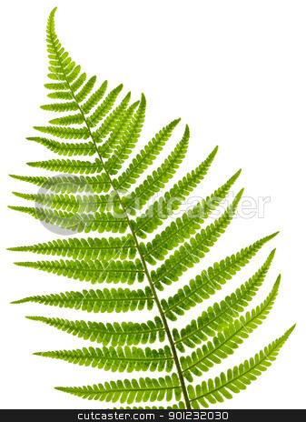 To use this stock image in your creative project, please select the size you need over to the right and click the "Add to Cart" button.
Your downloaded image will come with the Cutcaster watermark removed so don’t worry about the watermark you see on this page. Fern leaf stock photo, Green fern leaf isolated on white background by Elena Elisseeva