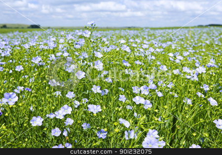 To use this stock image in your creative project, please select the size you need over to the right and click the "Add to Cart" button.
Your downloaded image will come with the Cutcaster watermark removed so don’t worry about the watermark you see on this page. Blooming flax field stock photo, Field of many flowering flax plants with blue sky by Elena Elisseeva
