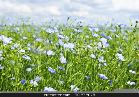 To use this stock image in your creative project, please select the size you need over to the right and click the "Add to Cart" button.
Your downloaded image will come with the Cutcaster watermark removed so don’t worry about the watermark you see on this page. Blooming flax field stock photo, Field of many flowering flax plants with blue sky by Elena Elisseeva