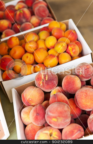 To use this stock image in your creative project, please select the size you need over to the right and click the "Add to Cart" button.
Your downloaded image will come with the Cutcaster watermark removed so don’t worry about the watermark you see on this page. Fruit for sale stock photo, Fresh peaches and apricots fruits for sale on farmers market by Elena Elisseeva