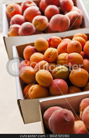 To use this stock image in your creative project, please select the size you need over to the right and click the "Add to Cart" button.
Your downloaded image will come with the Cutcaster watermark removed so don’t worry about the watermark you see on this page. Fruit for sale stock photo, Fresh peaches and apricots fruits for sale on farmers market by Elena Elisseeva