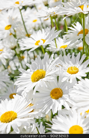 To use this stock image in your creative project, please select the size you need over to the right and click the "Add to Cart" button.
Your downloaded image will come with the Cutcaster watermark removed so don’t worry about the watermark you see on this page. Daisies in garden stock photo, Close up of white daisy flowers blooming in garden by Elena Elisseeva