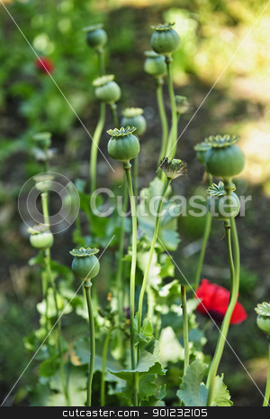 To use this stock image in your creative project, please select the size you need over to the right and click the "Add to Cart" button.
Your downloaded image will come with the Cutcaster watermark removed so don’t worry about the watermark you see on this page. Poppy plants in garden stock photo, Tall green poppy pods and stems growing in garden by Elena Elisseeva