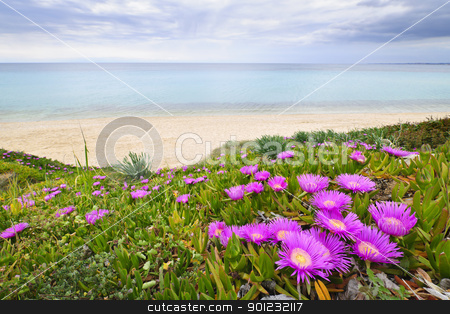 To use this stock image in your creative project, please select the size you need over to the right and click the "Add to Cart" button.
Your downloaded image will come with the Cutcaster watermark removed so don’t worry about the watermark you see on this page. Aegean sea coast in Greece stock photo, Coast of Aegean sea with blooming ice plants in Chalkidiki, Greece by Elena Elisseeva
