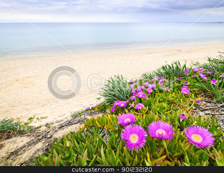 To use this stock image in your creative project, please select the size you need over to the right and click the "Add to Cart" button.
Your downloaded image will come with the Cutcaster watermark removed so don’t worry about the watermark you see on this page. Aegean sea coast in Greece stock photo, Sea fig or ice plant flowers blooming on Aegean coast in Chalkidiki, Greece by Elena Elisseeva