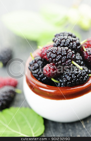 To use this stock image in your creative project, please select the size you need over to the right and click the "Add to Cart" button.
Your downloaded image will come with the Cutcaster watermark removed so don’t worry about the watermark you see on this page. Fresh mulberries stock photo, Ripe mulberry berries in a bowl, freshly picked by Elena Elisseeva